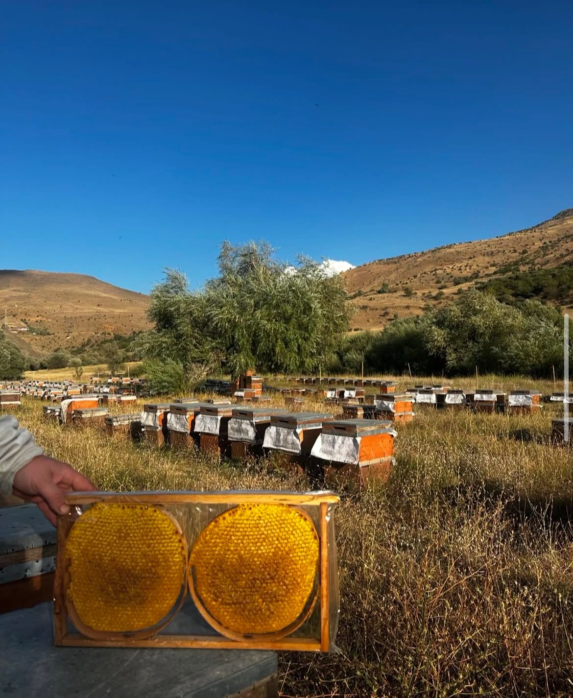 Pulat Arıcılık ve Bal Ürünleri